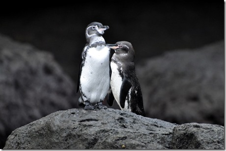 Galapagos Island Penguins